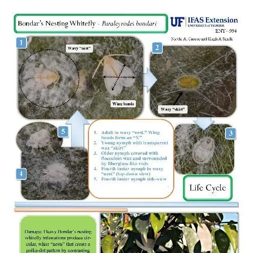 thumbnail for publication: Pest Identification Guide: Bondar's Nesting Whitefly—Paraleyrodes bondari